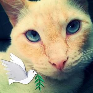 Meet your Posher, Melody